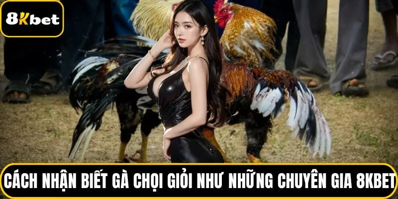 Cách nhận biết gà chọi giỏi