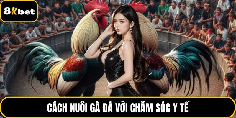 Cách nuôi gà đá với chăm sóc y tế