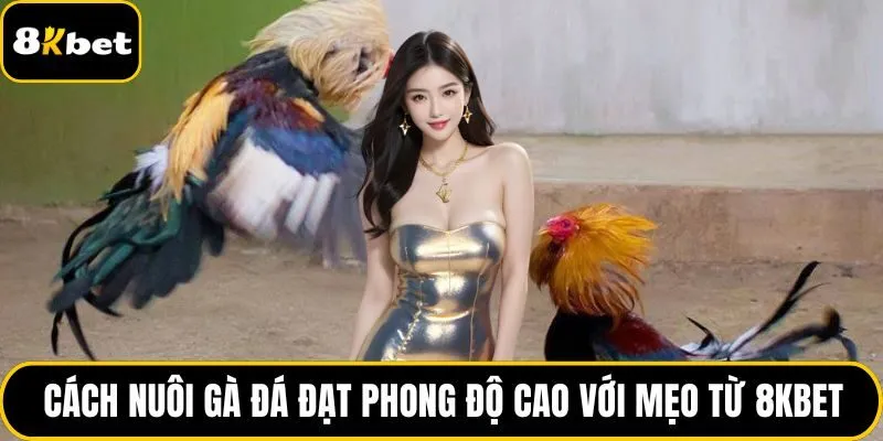 Cách nuôi gà đá