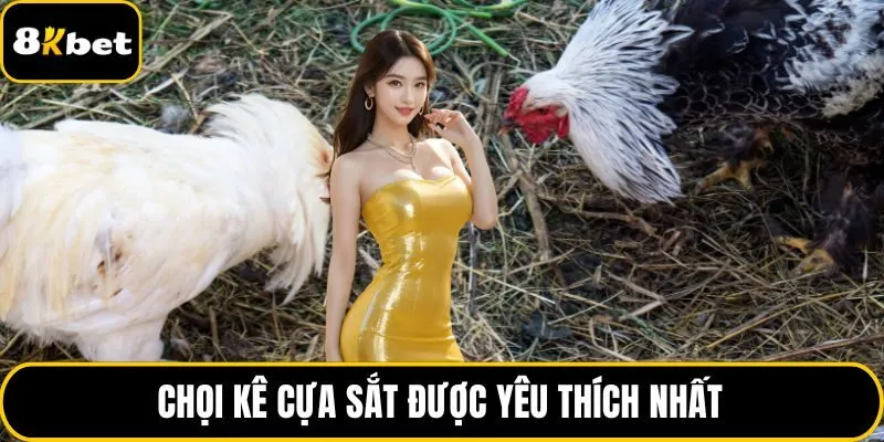 Chọi kê cựa sắt được yêu thích nhất