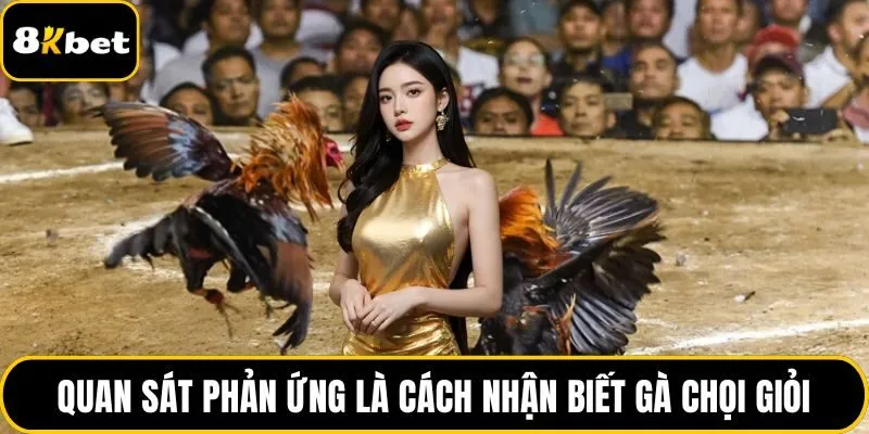 Quan sát phản ứng là cách nhận biết gà chọi giỏi