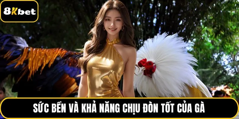 Sức bền và khả năng chịu đòn tốt của gà