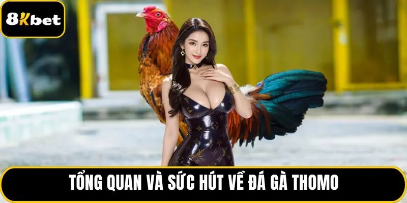 Tổng quan và sức hút về đá gà Thomo