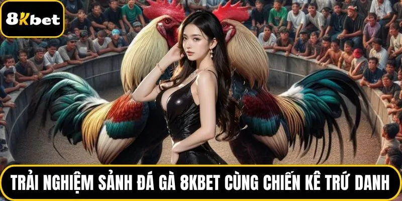 Trải nghiệm sảnh đá gà 8KBET cùng chiến kê trứ danh