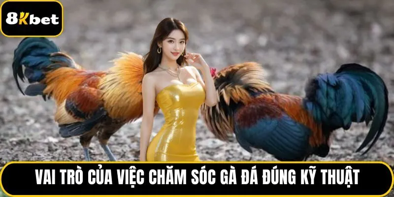 Vai trò của việc chăm sóc gà đá đúng kỹ thuật
